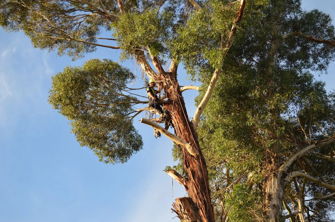 Makerikeri Silviculture field work
